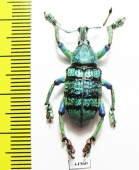 Eupholus schoenherri  Indonesia, Papua - INSECTS-STORE.RU