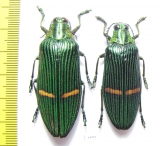 Catoxantha opulenta borneensis, pair  Indonesia, Kalimantan - INSECTS-STORE.RU