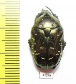 Protaetia orientalis submarmorea  China - INSECTS-STORE.RU