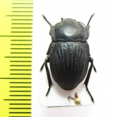 Glabrasida deyrollei  Spain - INSECTS-STORE.RU