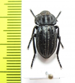 Alphasida becerrae  Spain - INSECTS-STORE.RU