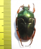 Lomaptera sp.  Indonesia, Wallir isl. - INSECTS-STORE.RU