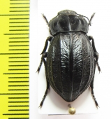 Alphasida lopezi  Spain - INSECTS-STORE.RU