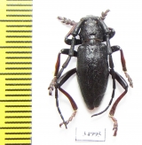 Eodorcadion dorcas  Mongolia - INSECTS-STORE.RU