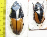 Odontolabis femoralis waterstradti, pair  Malaysia, Borneo 70mm - INSECTS-STORE.RU