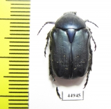 Cetonia funeraria  Morocco - INSECTS-STORE.RU