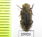 Bothrideridae sp.  South Africa Rep. - INSECTS-STORE.RU