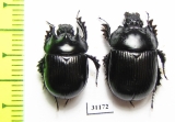 Typhaeus typhoeus, pair  France - INSECTS-STORE.RU