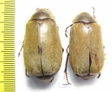 Melolonthinae sp.  Malaysia - INSECTS-STORE.RU