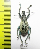 Celebesia sp.  Indonesia, Peleng isl. - INSECTS-STORE.RU