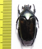 Thaumastopeus nigritus  Indonesia, Sumatra - INSECTS-STORE.RU