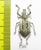 Celebesia sp.  Indonesia, Peleng isl. - INSECTS-STORE.RU