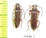 Trichoferus cinereus  Croatia - INSECTS-STORE.RU