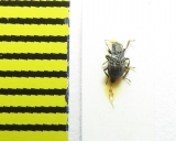 Elmis rioloides  Russia, Caucasus - INSECTS-STORE.RU