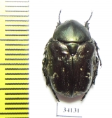 Protaetia agglomerata  Uzbekistan - INSECTS-STORE.RU