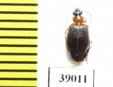 Carabidae sp.  Tanzania - INSECTS-STORE.RU