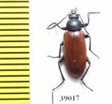 Tenebrionidae sp.  Tanzania - INSECTS-STORE.RU