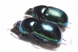 Phelotrupes laevistriatus  Japan - INSECTS-STORE.RU