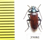 Tenebrionidae sp.  Tanzania - INSECTS-STORE.RU