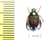 Popillia sp.  Sri Lanka - INSECTS-STORE.RU