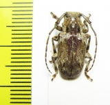 Cerambycidae sp.  Cameroon - INSECTS-STORE.RU