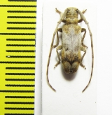 Cerambycidae sp.  Malawi - INSECTS-STORE.RU