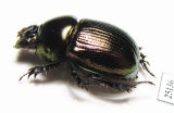 Phelotrupes laevistriatus  Japan - INSECTS-STORE.RU