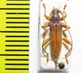 Cerambycidae sp.  Indonesia, Papua - INSECTS-STORE.RU