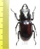 Odontolabis taroni  Indonesia, Sulawesi - INSECTS-STORE.RU