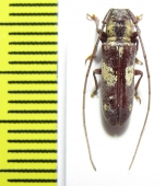 Prosopocera sp.  Malawi - INSECTS-STORE.RU