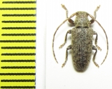 Cerambycidae sp.  Peru - INSECTS-STORE.RU