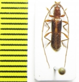 Cerambycidae sp.  South Africa Rep. - INSECTS-STORE.RU