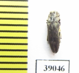 Buprestidae sp.  Tanzania - INSECTS-STORE.RU