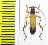 Cerambycidae sp.  Malawi - INSECTS-STORE.RU