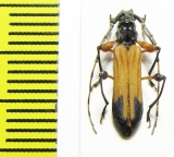 Cerambycidae sp.  Malawi - INSECTS-STORE.RU