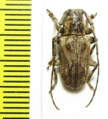 Cerambycidae sp.  Central Africa Rep. - INSECTS-STORE.RU