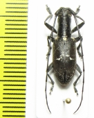 Gnoma sp.  Indonesia, Papua - INSECTS-STORE.RU