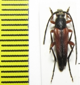 Pedostrangalia emmipoda  Turkey - INSECTS-STORE.RU