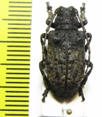 Moechotypa diphysis  Russia, Far East - INSECTS-STORE.RU