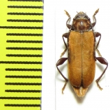 Pyrrhidium sanguineum  Russia, Krasnodar reg. - INSECTS-STORE.RU