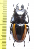 Odontolabis wollastoni  Malaysia  51mm - INSECTS-STORE.RU
