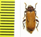 Pyrrhidium sanguineum  Russia, Krasnodar reg. - INSECTS-STORE.RU