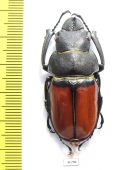 Odontolabis eremicola  Malaysia, Borneo 44mm - INSECTS-STORE.RU