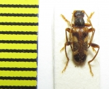 Pidonia puziloi  Russia, Far East - INSECTS-STORE.RU