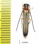 Oberea vittata  Russia, Far East - INSECTS-STORE.RU