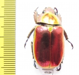 Chrysina aurigans  Costa Rica - INSECTS-STORE.RU