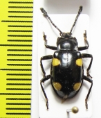 Eumorphus parvus  Malaysia - INSECTS-STORE.RU