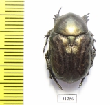 Protaetia interruptecostata  Tajikistan - INSECTS-STORE.RU