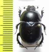 Sericotrupes niger  Spain - INSECTS-STORE.RU