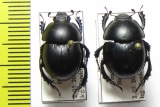 Zuninoeus hopei, pair  Italy - INSECTS-STORE.RU